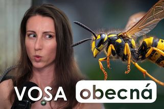 Vosa obecná: Vydřená kolonie predátorů plná jedu s velkým potenciálem | Střípky poznání